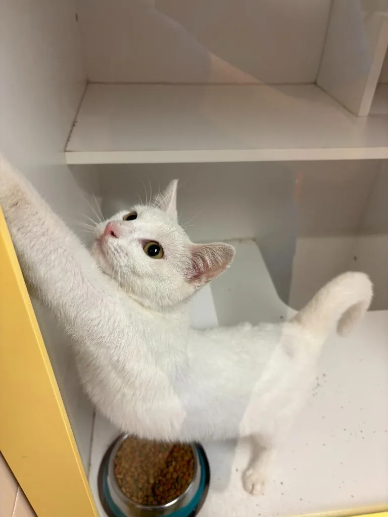 Cat Condo thumbnail 2