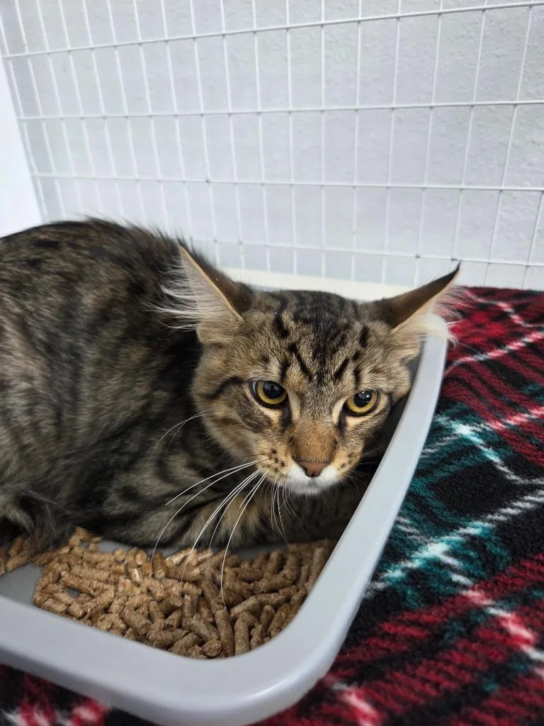 A baby large-sized male Domestic Short Hair cat named Jd for adoption in Brookings, OR