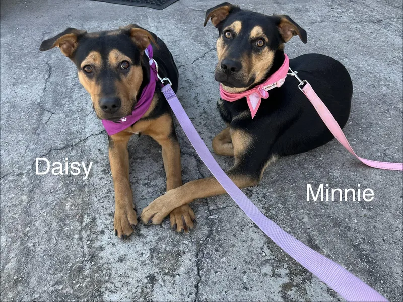 A young medium-sized female Doberman Pinscher dog named Minnie for adoption in oriskany, NY