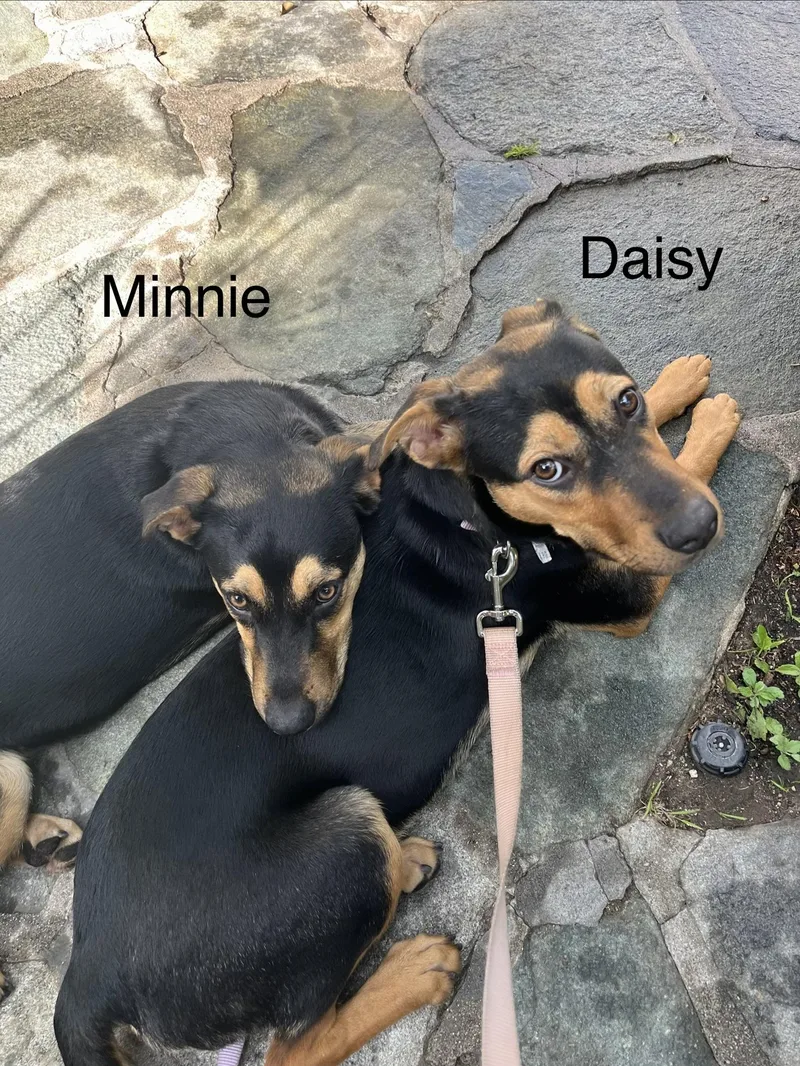 Minnie thumbnail 3