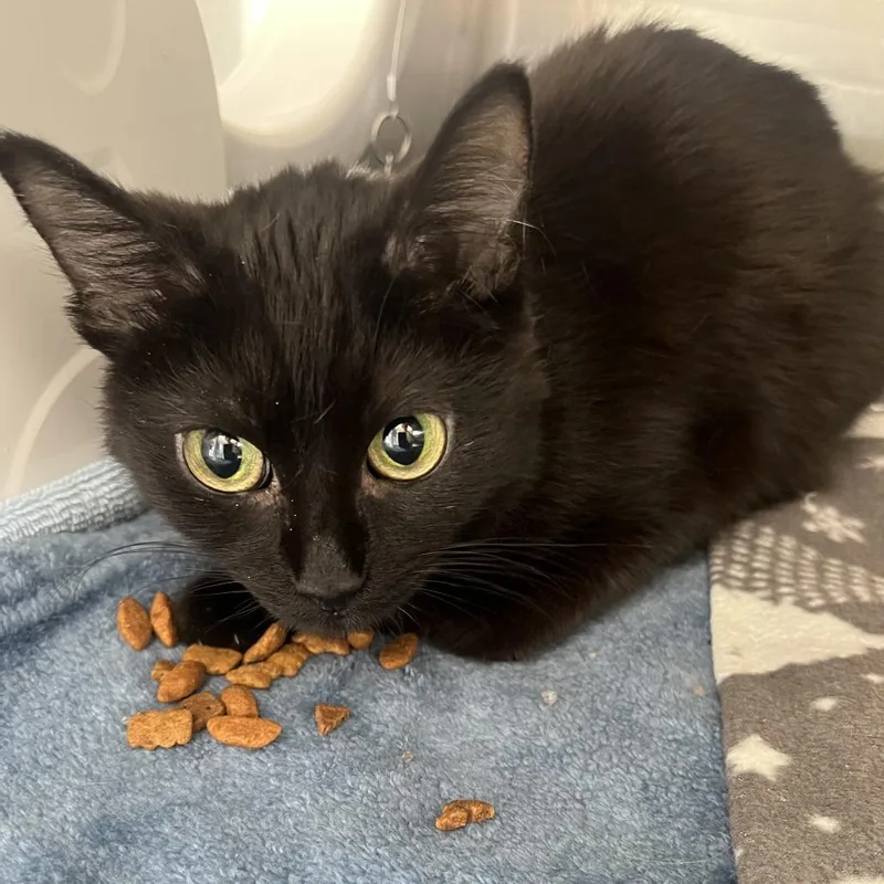 A senior small-sized female Black Domestic Short Hair cat named Cricket for adoption in Oak Park, IL
