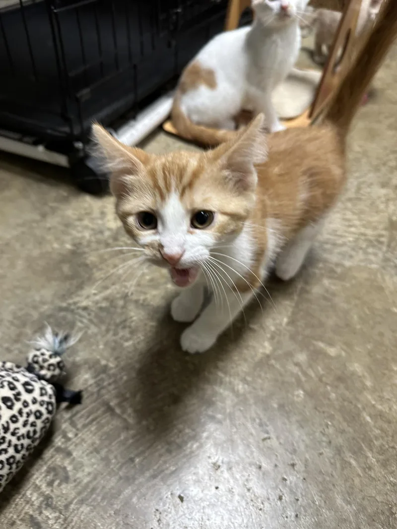 A baby medium-sized male Tabby (Orange / Red) Domestic Short Hair cat named Emerald for adoption in Collierville, TN