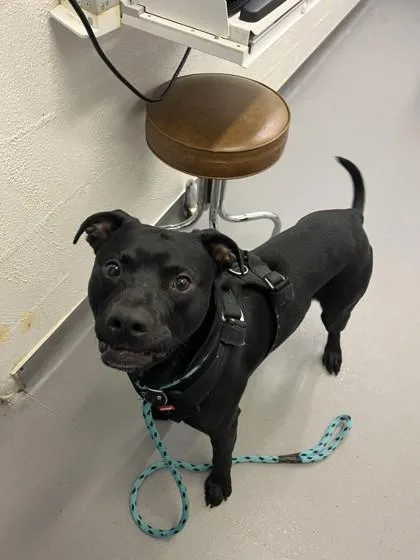 A young large-sized male Pit Bull Terrier dog named Pickford for adoption in Seattle, WA