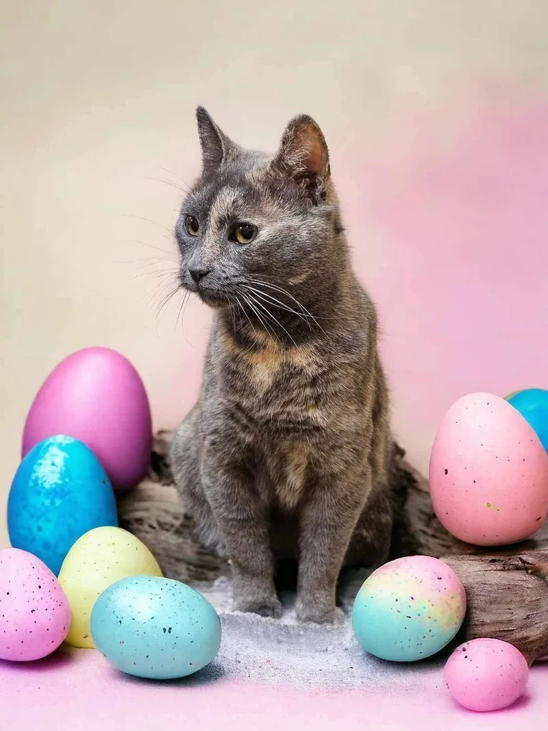 A young medium-sized female Domestic Short Hair cat named Ugly Betty for adoption in Camden, SC