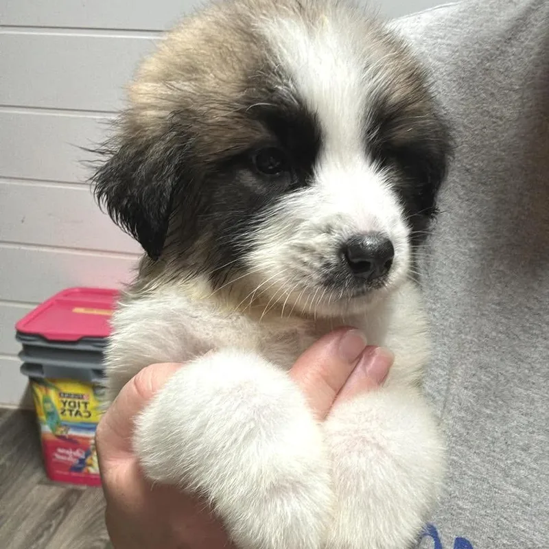 Kangal thumbnail 3