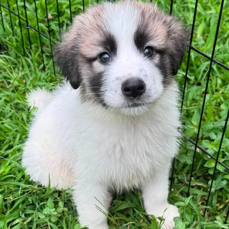 Kangal thumbnail 4