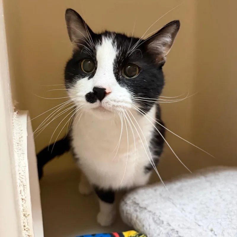 An adult small-sized male Domestic Short Hair cat named Camel for adoption in Madison, WI