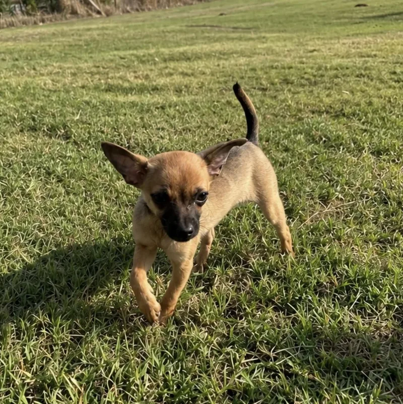 A baby small-sized male Yellow / Tan / Blond / Fawn Chihuahua dog named Cheech for adoption in Pelham, NH