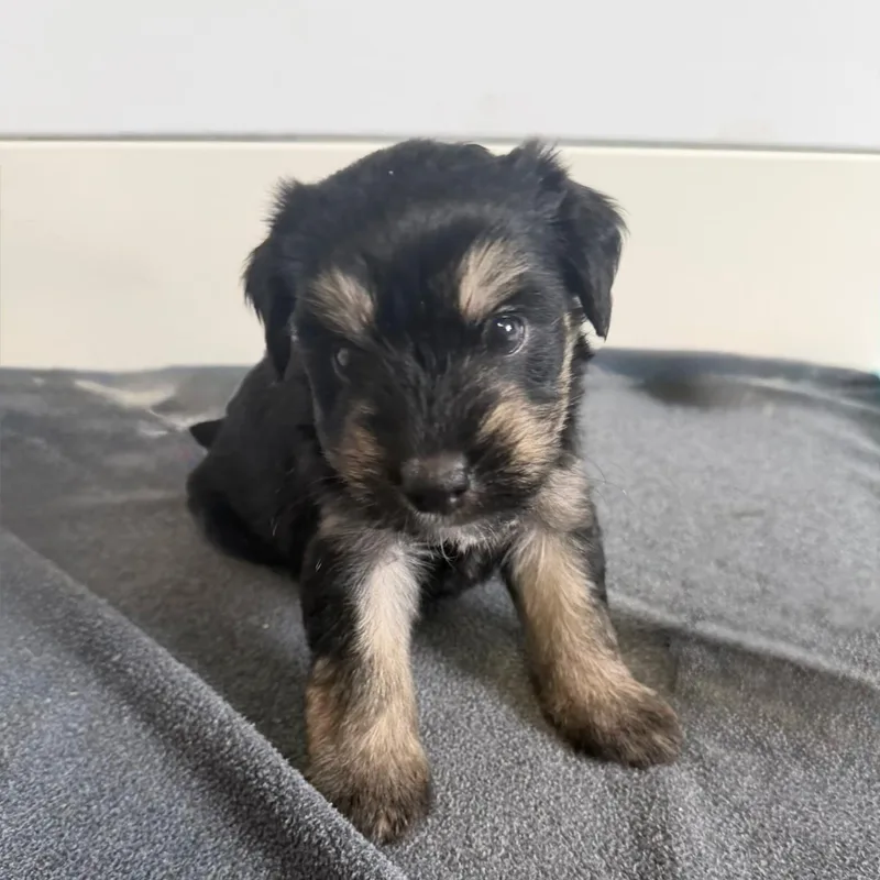 Chance