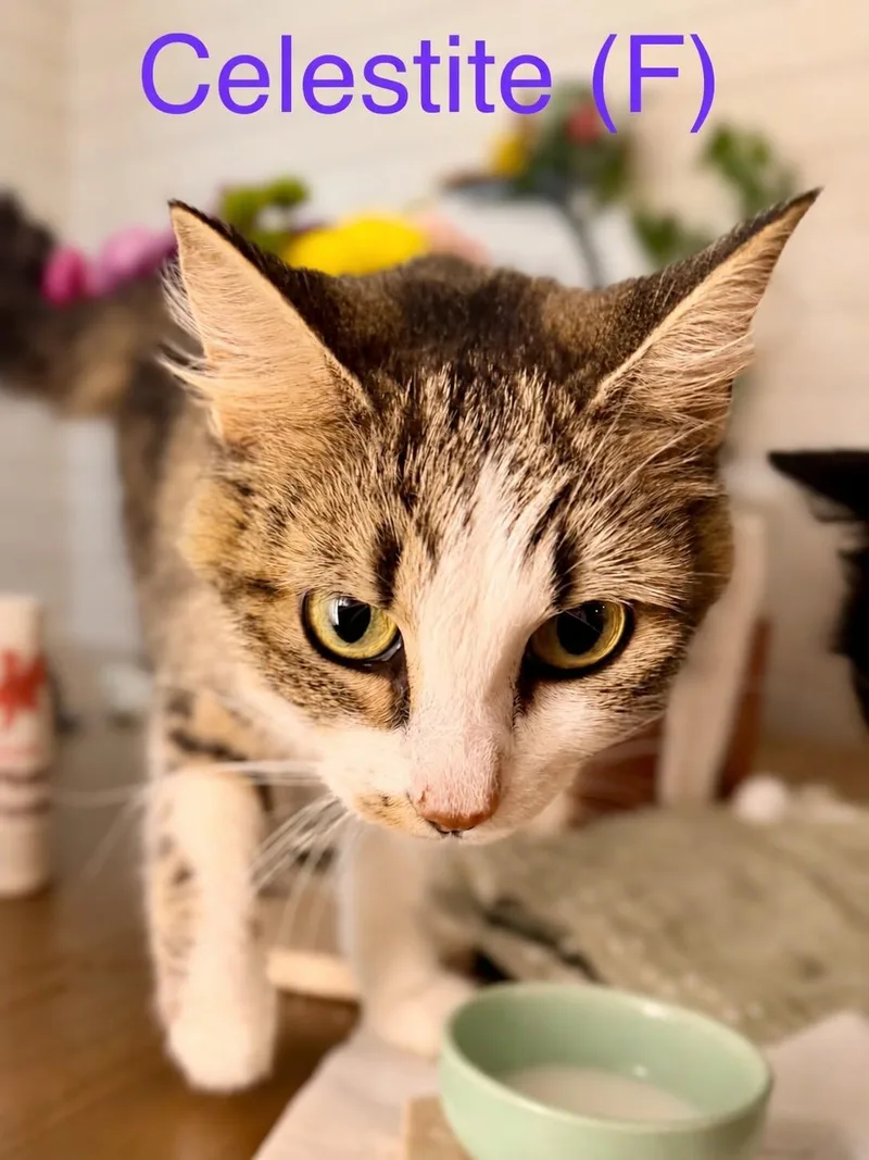 A young medium-sized female Domestic Short Hair cat named Celestite for adoption in Clarksville, TN