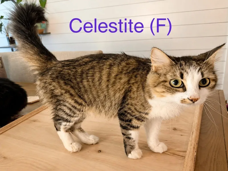 Celestite thumbnail 3