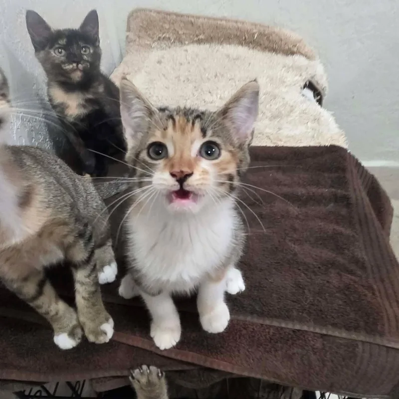 A baby medium-sized female Torbie Domestic Short Hair cat named Nessa for adoption in Houston, TX