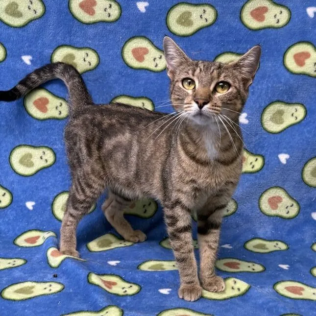 A young medium-sized female Tabby (Brown / Chocolate) Domestic Short Hair cat named Lauren for adoption in Valdosta, GA