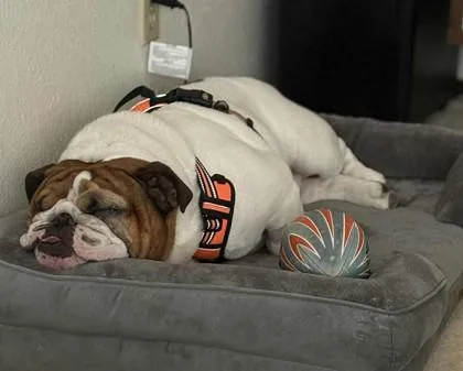 Samson Schmear thumbnail 2