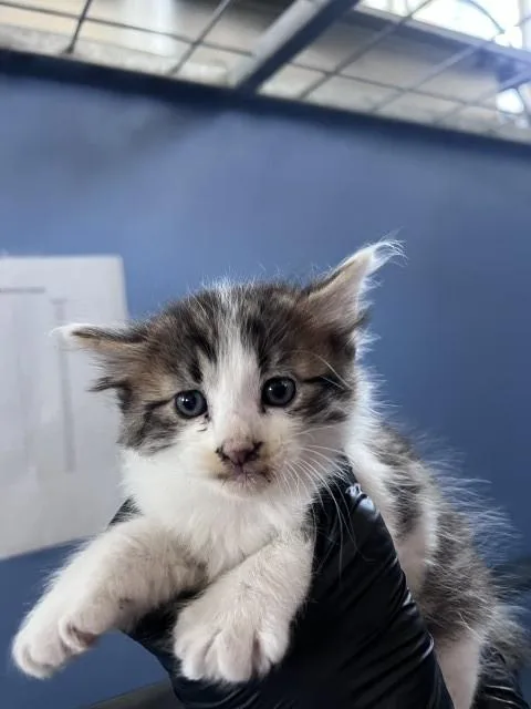 A baby medium-sized male Domestic Short Hair cat named Monty for adoption in San Bernardino, CA