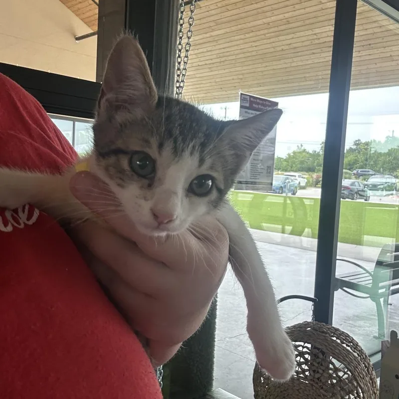 A baby small-sized female Gray / Blue / Silver Domestic Short Hair cat named Huffle Puff for adoption in Leander, TX