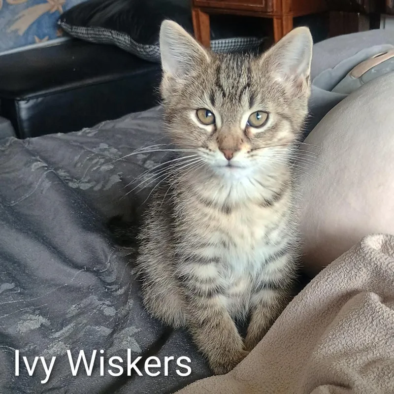Ivy Whiskers