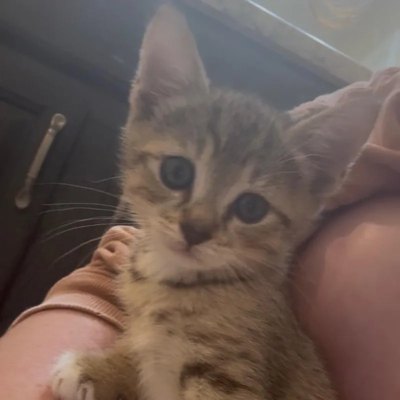 A young small-sized male Brown / Chocolate Domestic Short Hair cat named Donald for adoption in Titusville, FL