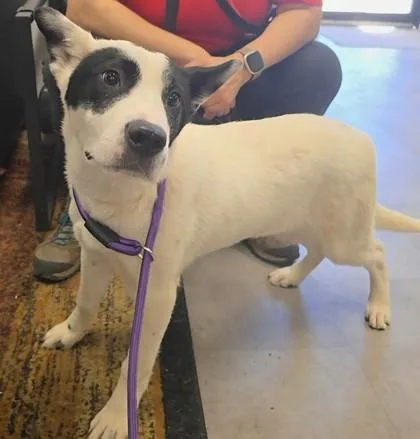 A baby medium-sized male Terrier dog named Bolt for adoption in West Chester, PA