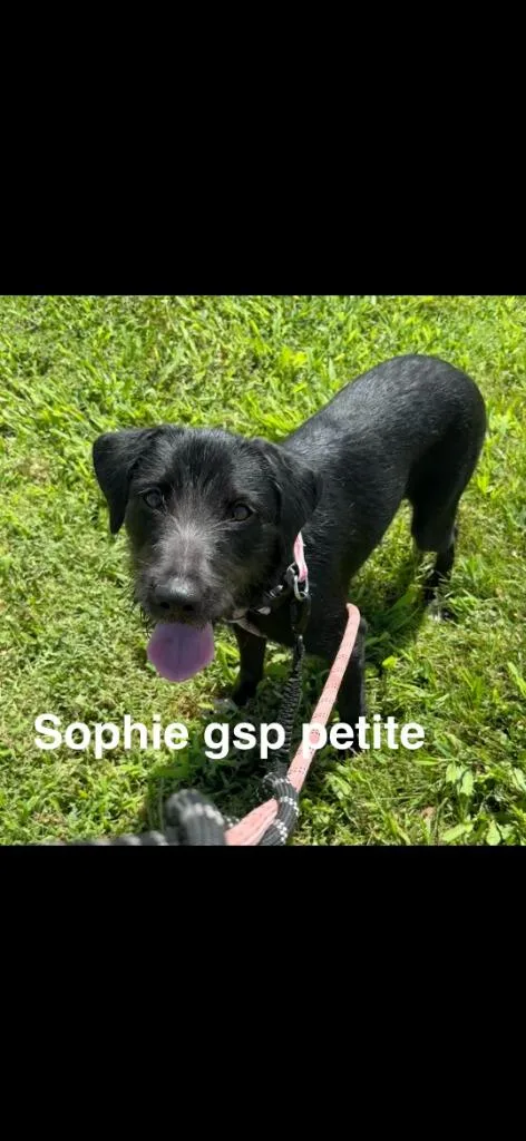 A young medium-sized female Wirehaired Terrier dog named Sophie for adoption in Camden, TN