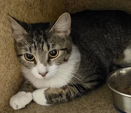 A young medium-sized female Tabby (Buff / Tan / Fawn) Domestic Short Hair cat named Capri for adoption in Dubuque, IA