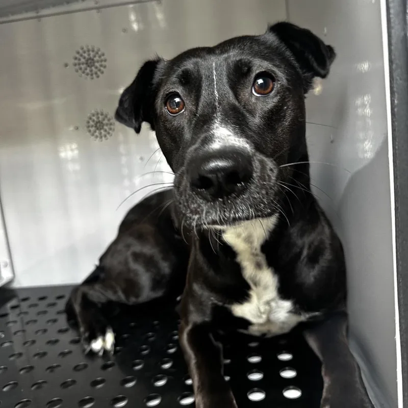 A young medium-sized female Black Mixed Breed dog named Cardi for adoption in Memphis, TN