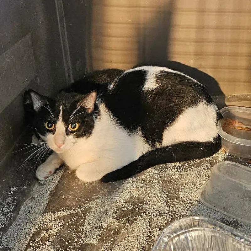A young small-sized female Black Domestic Short Hair cat named Cc for adoption in Grantsville, UT