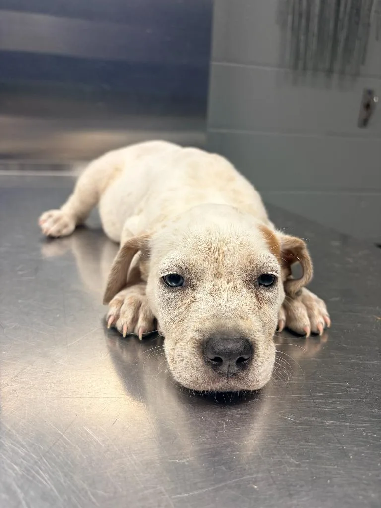 A baby small-sized female Staffordshire Bull Terrier dog named Cairo for adoption in Missouri City, TX