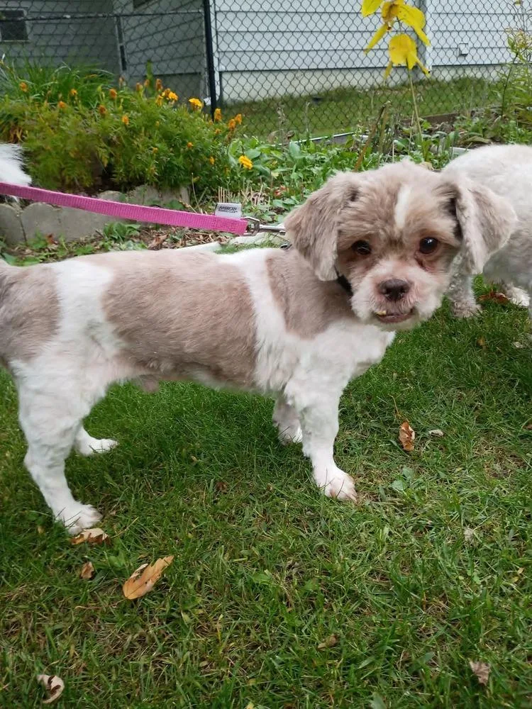 An adult small-sized male Shih Tzu dog named Bernie for adoption in Wausau, WI