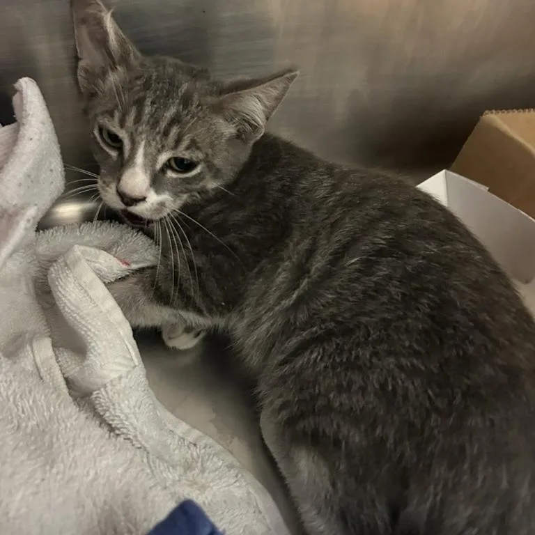 A baby small-sized female Gray / Blue / Silver Domestic Short Hair cat named Charlotte for adoption in Austin, TX