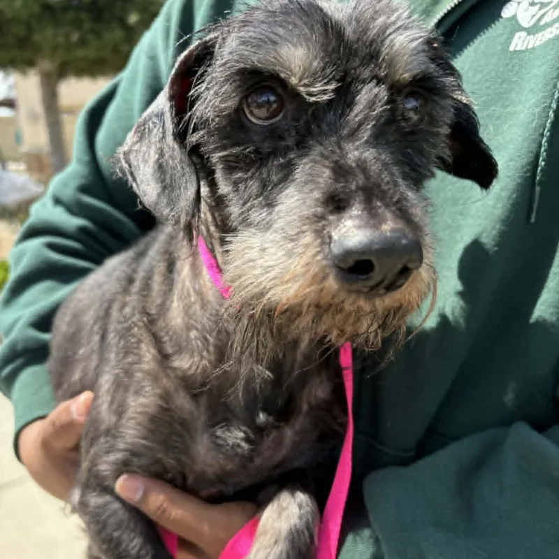 An adult small-sized male Black Terrier dog named Paco  Costa Mesa for adoption in Chino Hills, CA