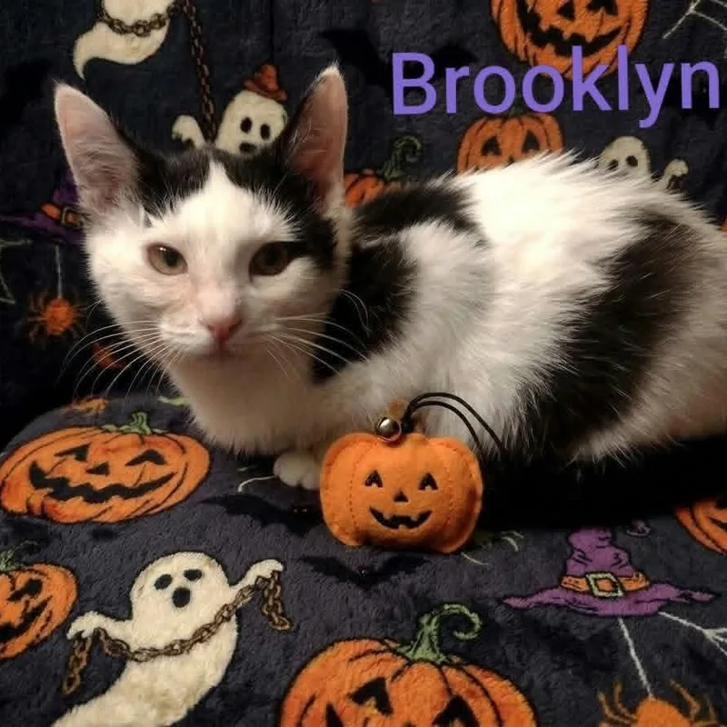 A baby medium-sized female Black & White / Tuxedo Domestic Short Hair cat named Brooklyn for adoption in Wyandotte, MI