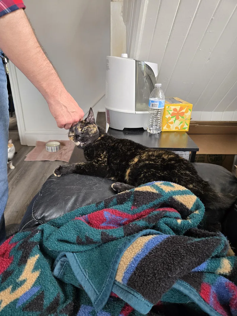 An adult large-sized female Domestic Short Hair cat named Shadow for adoption in Philadelphia, PA