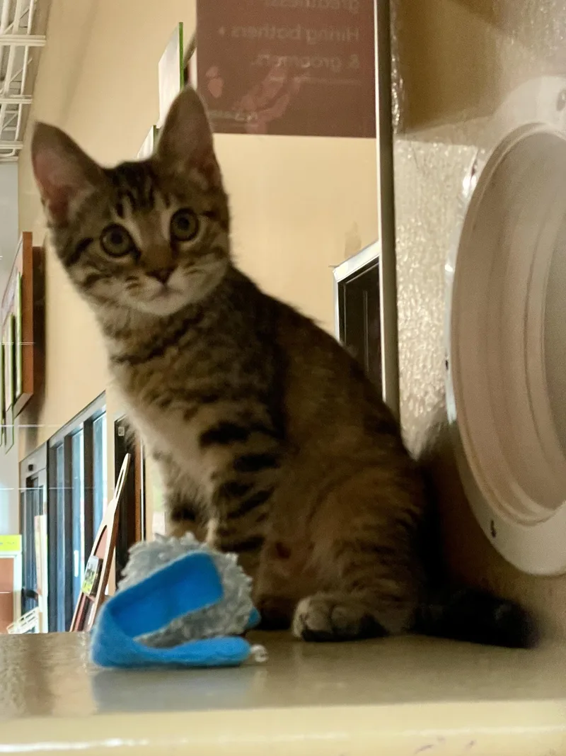 A baby medium-sized female Domestic Short Hair cat named Gyanda ORT for adoption in Missouri City, TX