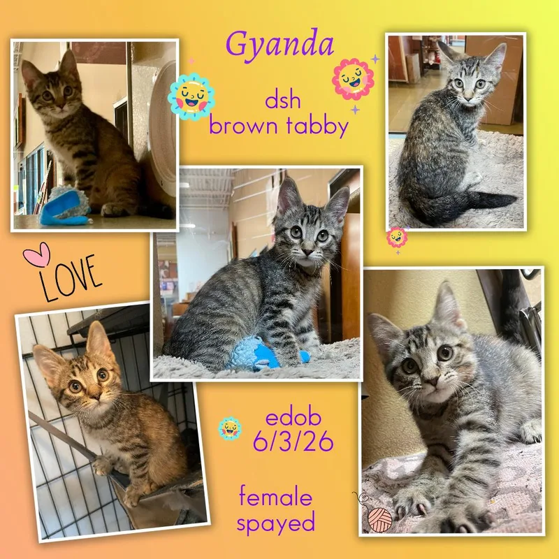 Gyanda ORT thumbnail 6