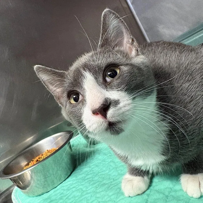 A baby small-sized female Domestic Short Hair cat named Posey for adoption in Chehalis, WA