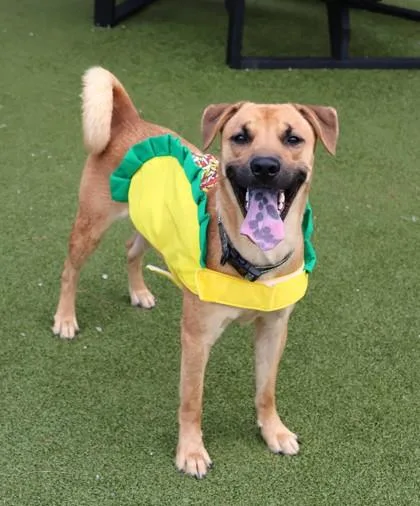 A young medium-sized male Mixed Breed dog named Taco for adoption in Athens, GA