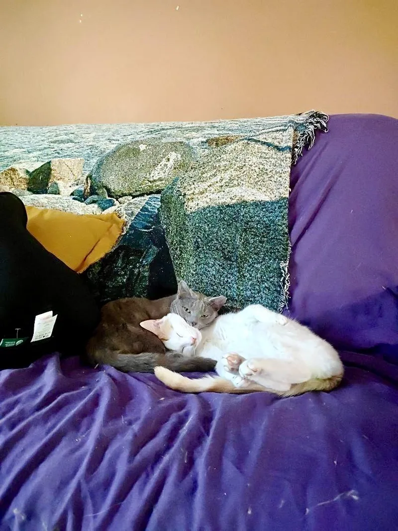 Houdini  See My thumbnail 2