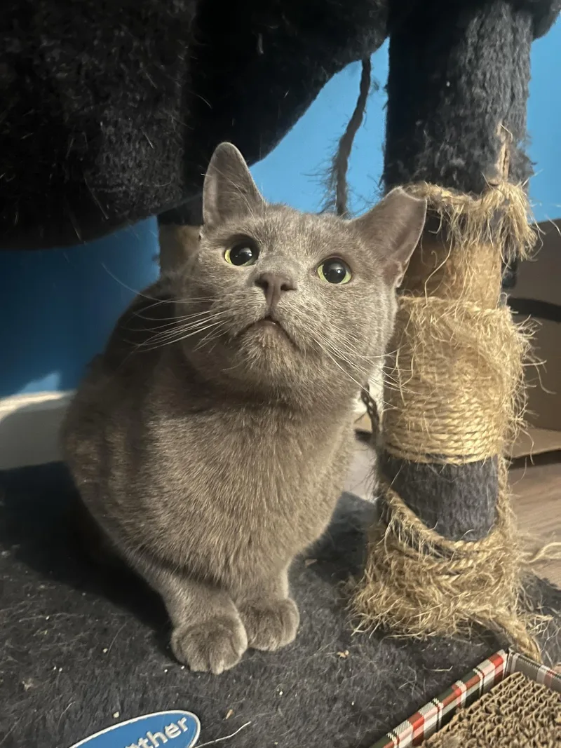 Houdini  See My thumbnail 3