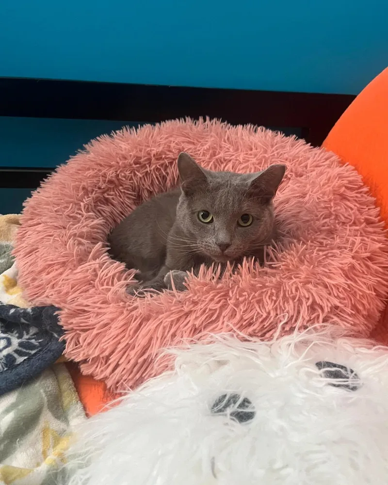 Houdini  See My thumbnail 5