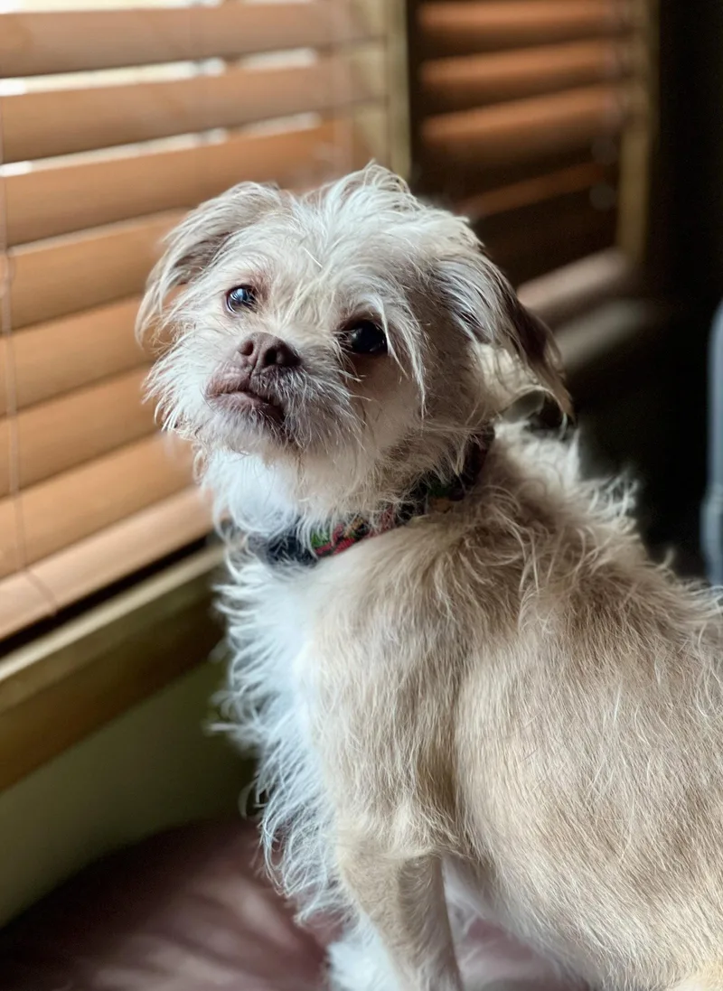 An adult small-sized female Terrier dog named Angel for adoption in Wheaton, IL