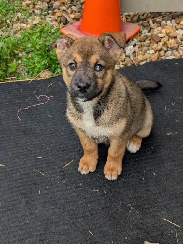 A baby large-sized female Husky dog named Sasha for adoption in Aurora, IL