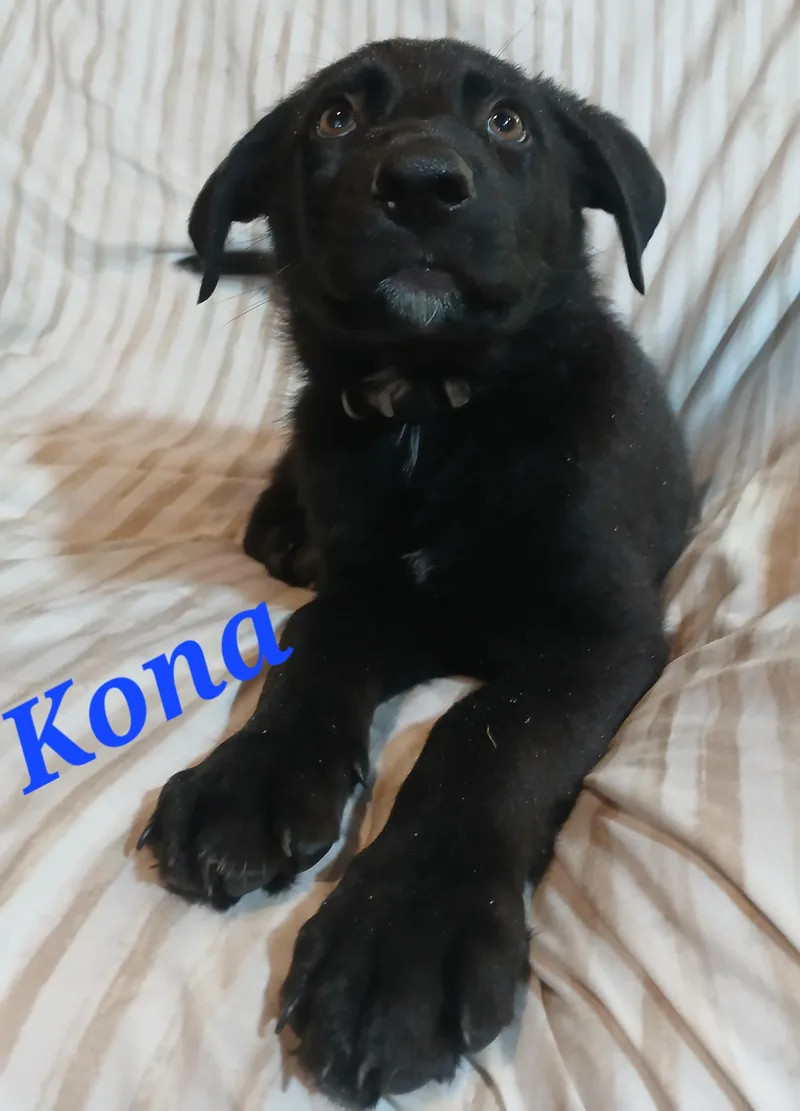Kona