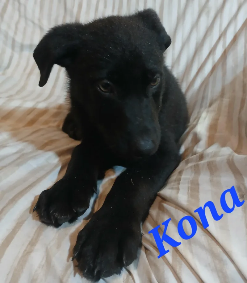 Kona thumbnail 2