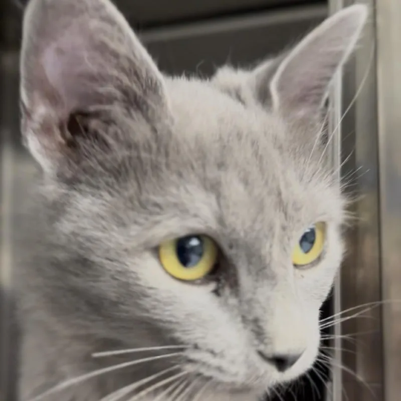 A young medium-sized female Gray / Blue / Silver Domestic Medium Hair cat named Buffy for adoption in Midland, TX