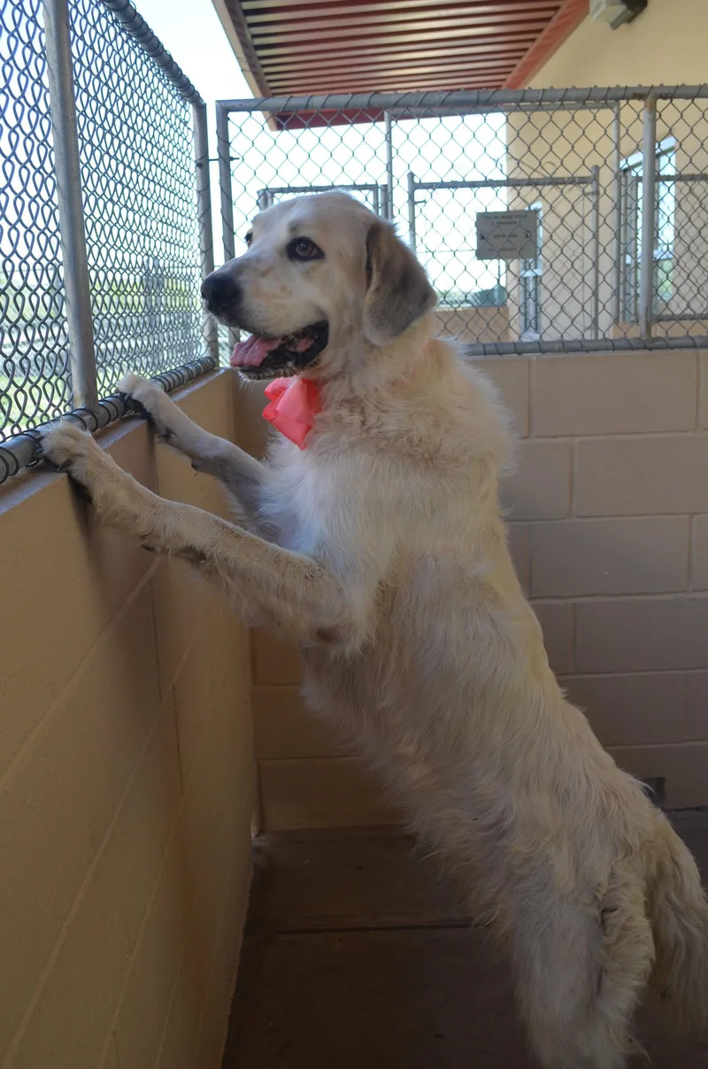 An adult large-sized male Great Pyrenees dog named Cookie for adoption in McKinney, TX
