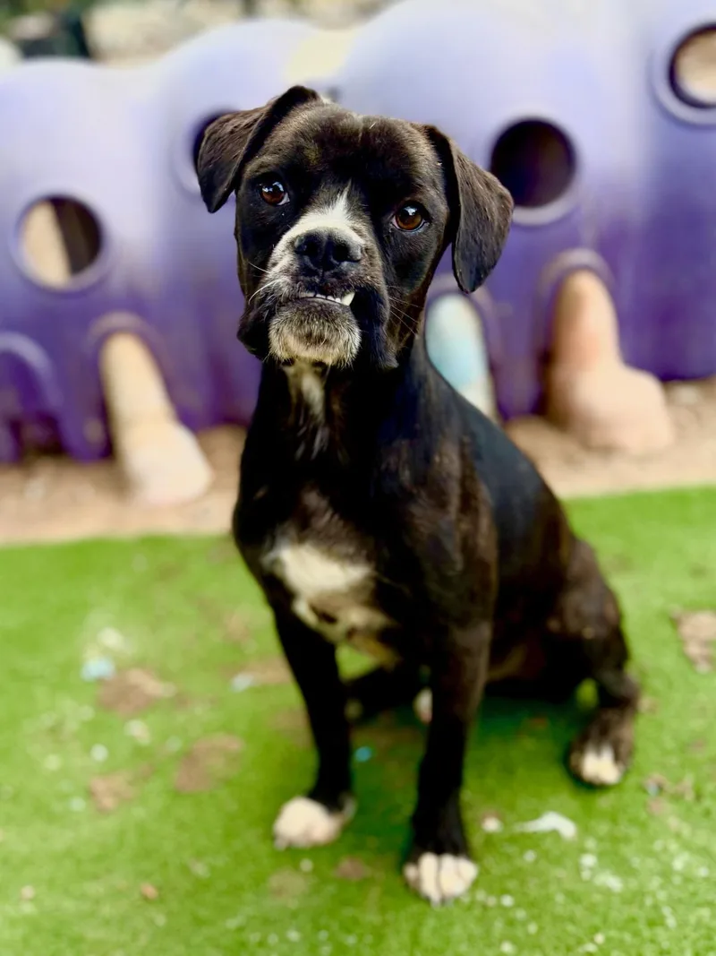 A young medium-sized male Boxer dog named Romeo for adoption in Kuna, ID