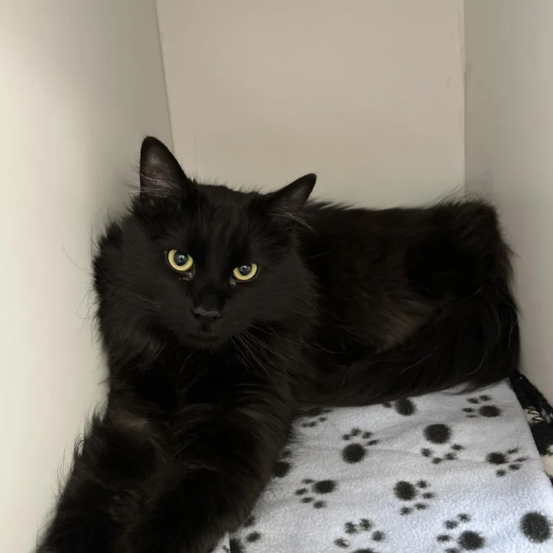 A young medium-sized male Black Domestic Long Hair cat named Prismo for adoption in Kanab, UT