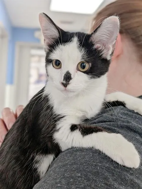 A baby small-sized female Domestic Short Hair cat named Whitney for adoption in Canfield, OH