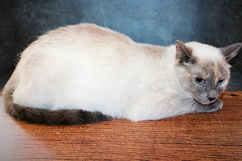 An adult medium-sized female Buff / Tan / Fawn Siamese cat named Coco for adoption in Lees Summit, MO